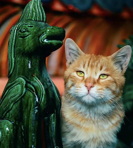 官窑“御猫”。图/门头沟文旅供图