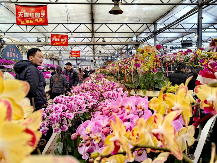 人们在位于陕西省西安市长安区黄良街道崛垛村的秦岭花世界选购年宵花（2月6日摄）。新华社记者 孙正好 摄