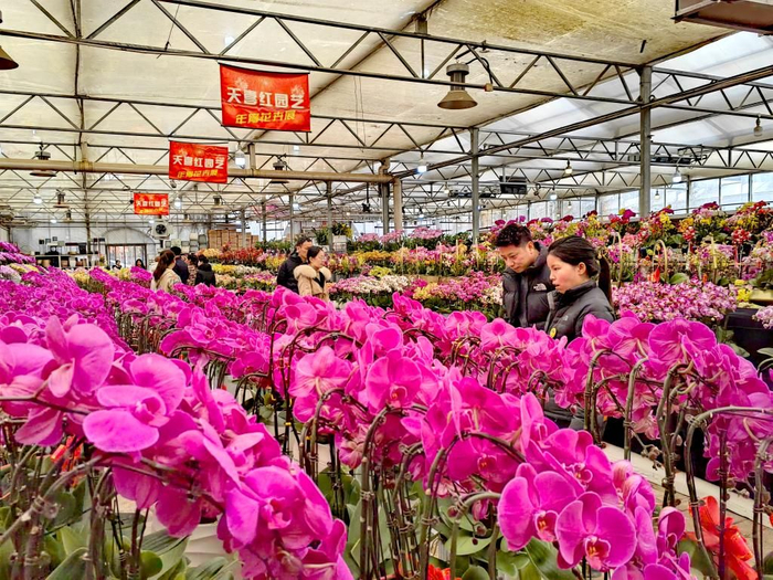 人们在位于陕西省西安市长安区黄良街道崛垛村的秦岭花世界选购年宵花（2月6日摄）。新华社记者 孙正好 摄
