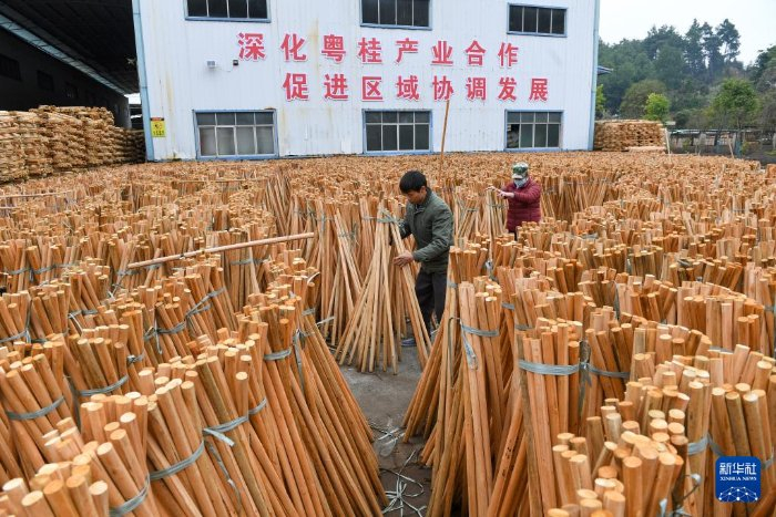 1月26日，在广生隆木业公司，韦景顺夫妇在整理树芯。新华社记者 毛思倩 摄