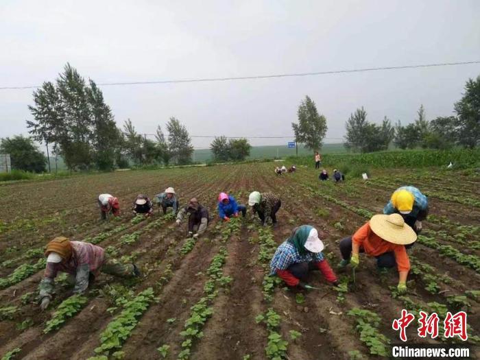 村民正在对紫苏进行田间管理。(资料图) 永吉县政府供图
