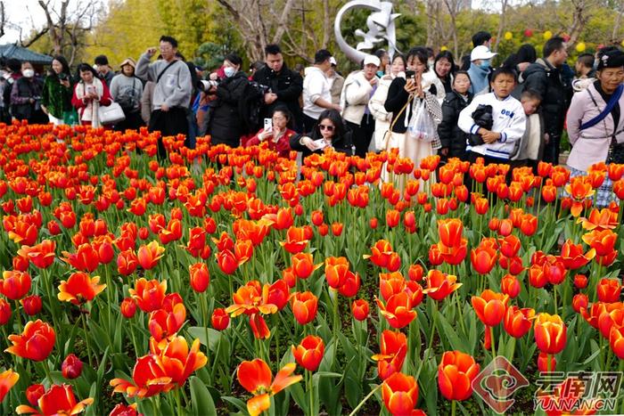 翠湖公园郁金香花展图片