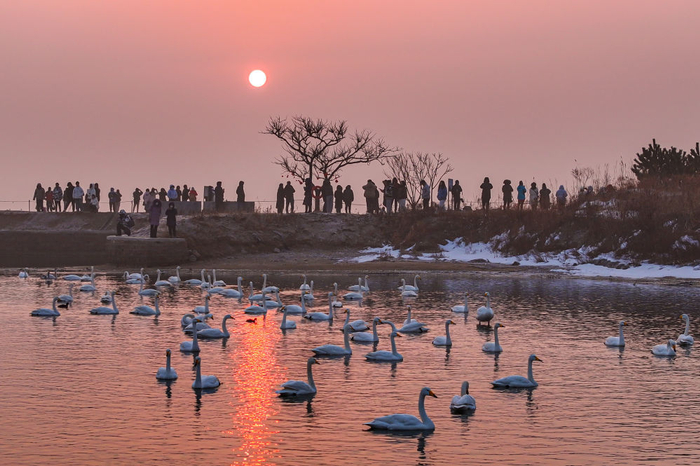 2月12日，在山东省荣成大天鹅国家级自然保护区天鹅湖湿地，游客在观日出、赏天鹅。新华社发（李信君摄）