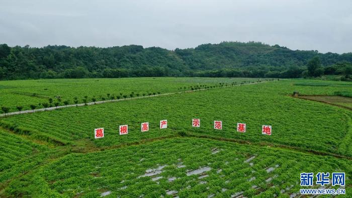 湖南省最大葛根基地图片