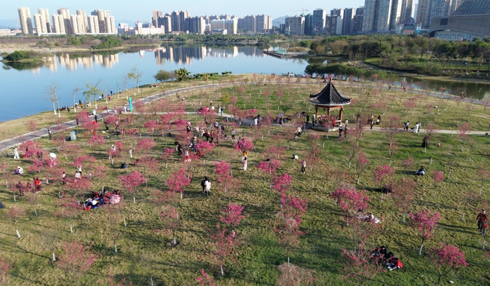 2月11日，游人在广西贺州市爱莲湖公园观赏盛开的樱花（无人机照片）。新华社发（廖祖平摄）