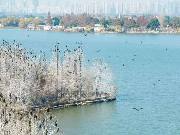 图片来源：武汉东湖落雁景区公众号