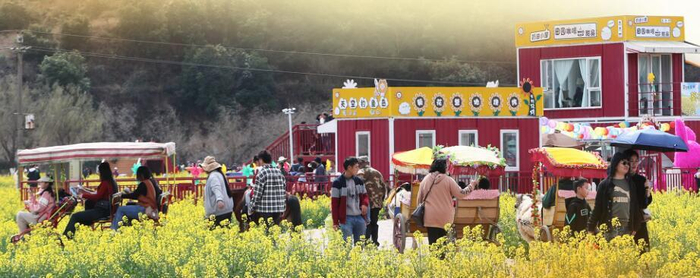 畅游安宁“金色螳川”花海。 记者 黄兴能 摄