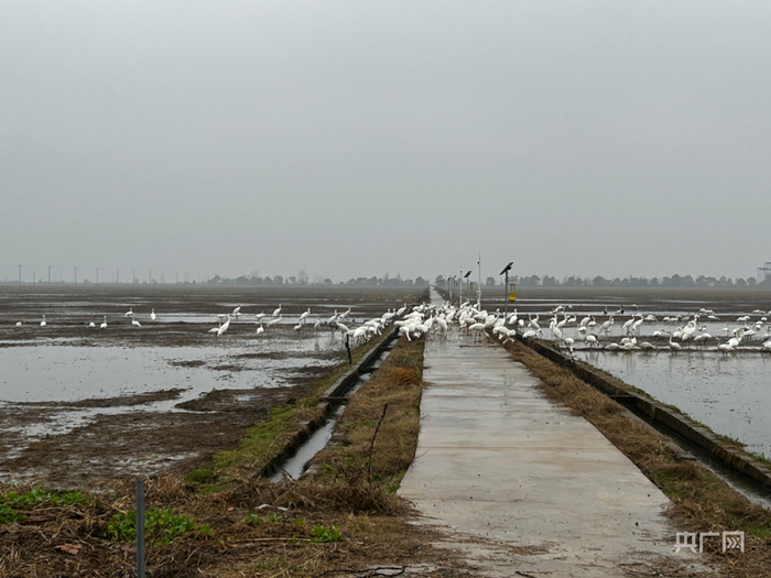 余干县康山垦殖场插旗洲分场(记者谭瑱 摄)