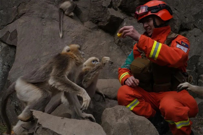 “蓝朋友”成了川金丝猴的“老熟人”
