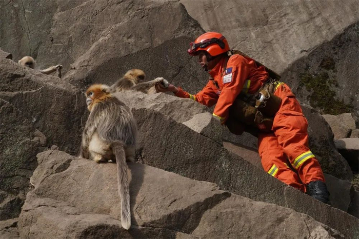 消防指战员和金丝猴互动