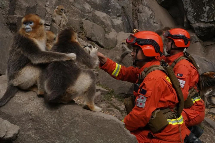 武都中队消防指战员探望“老朋友”川金丝猴