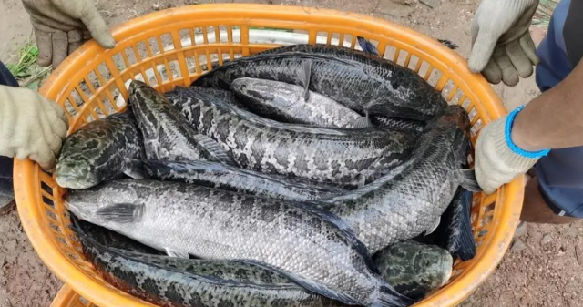 百容草鱼"雄鳢1号".来源:中国农业科学院