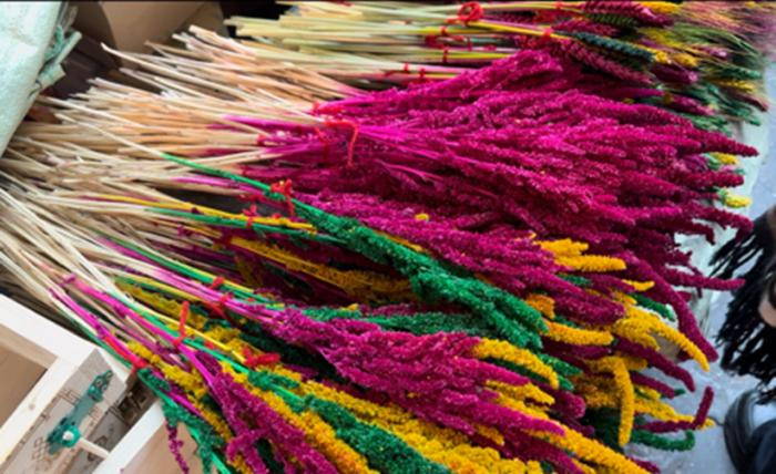 图为罗萨美朵“藏年花”中新社记者白玛玉珍摄