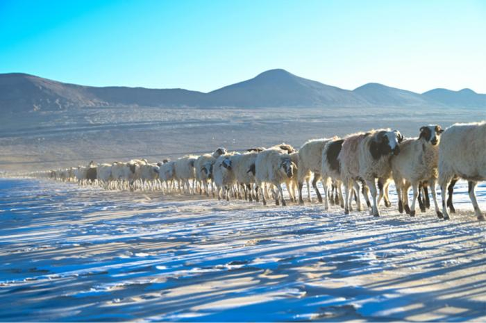 图为普莫雍错蓝冰上羊群前往湖心岛。中新社记者赵朗摄