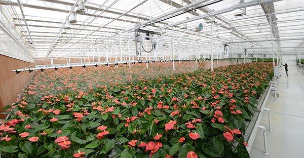 智能化温室花卉种植基地。受访者供图