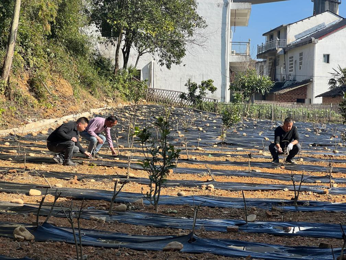 在江西省上饶市广信区，农技人员现场指导应家乡农户给吴茱萸铺设薄膜技巧。新华社发（陈炜摄）