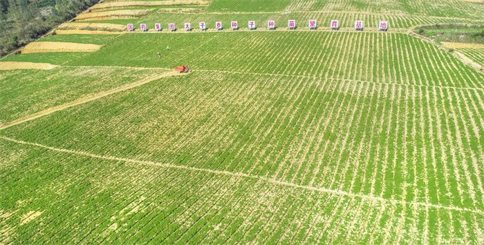     施秉县牛大场镇太子参基地。 钱仕豪 摄