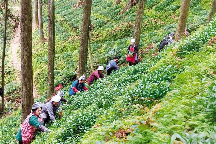     榕江县推进林下草珊瑚全产业链式发展。 （黔东南州林业局供图）