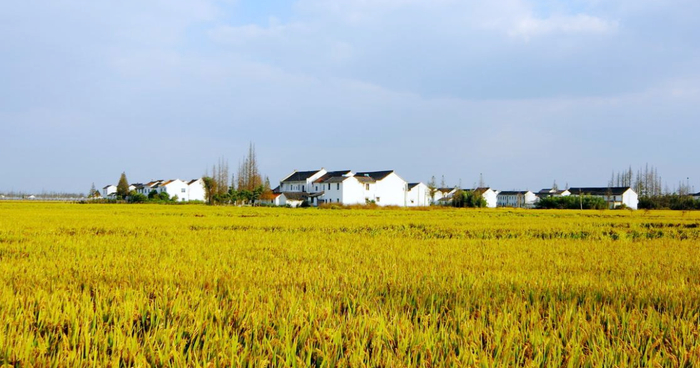 泖港镇黄桥村农民集中居住区秋日的景象。松江区局  供图