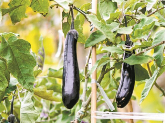     华大培育的作物。（华大供图）