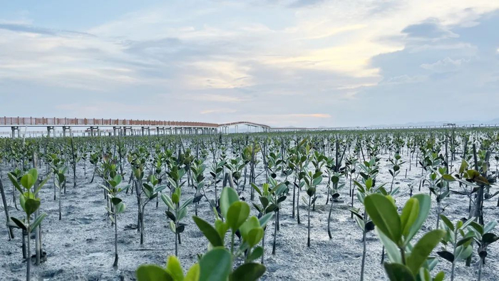 诏安湾红树林生态恢复种植区。东山县自然资源局供图