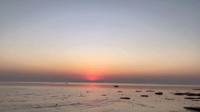 2021年12月，连云港滨海湿地未施工部分，潮水退去，水鸟在滩涂上觅食。 受访者供图