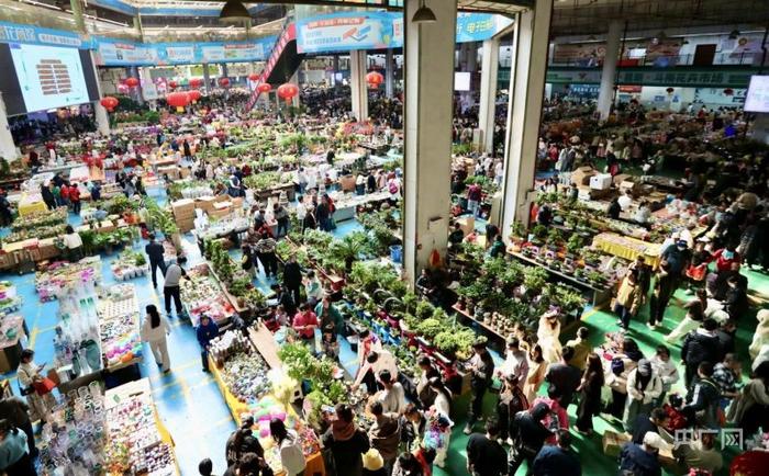 春节期间,斗南花卉市场鲜切花交易总量超2900万支
