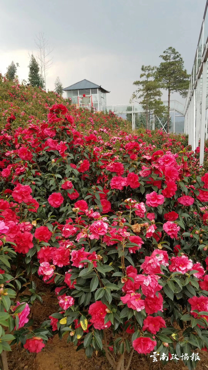 新春走基层|茶花谷里迎新年|大理白族自治州|云南省_新浪新闻
