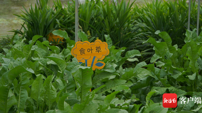 大棚种植的食叶草。记者 余育桑 摄