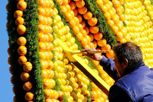 工作人员为柠檬节做最后准备。新华社 塞尔日·阿乌齐摄