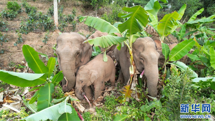 云南江城:野生亚洲象集体炫"团圆饭"