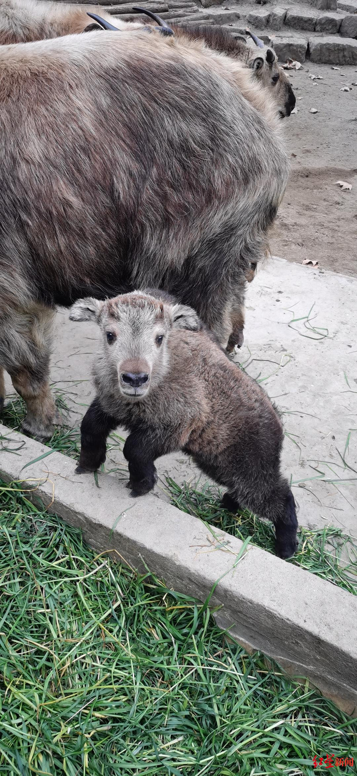 ▲羚牛宝宝“小麦”