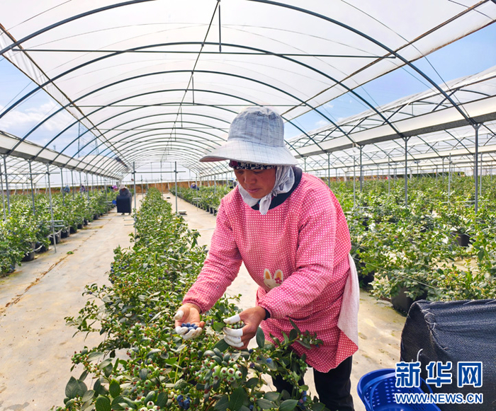 云南蒙自:蓝莓上市 农户喜获丰收_新浪新闻