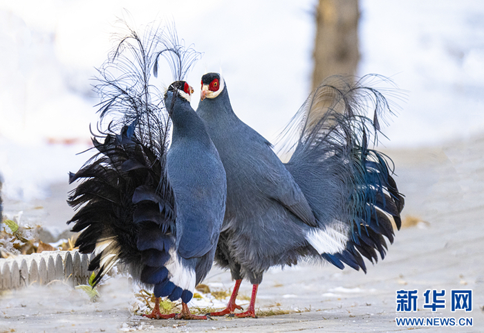 蓝马鸡起舞祁连山国家公园_新浪新闻