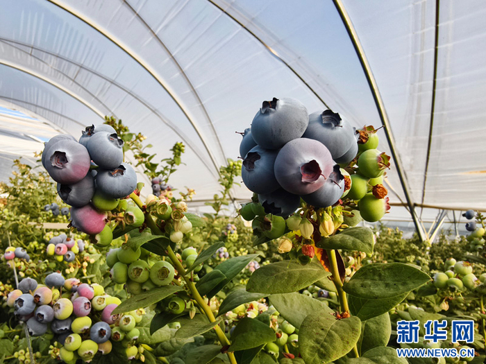 云南蒙自:蓝莓上市 农户喜获丰收_新浪新闻