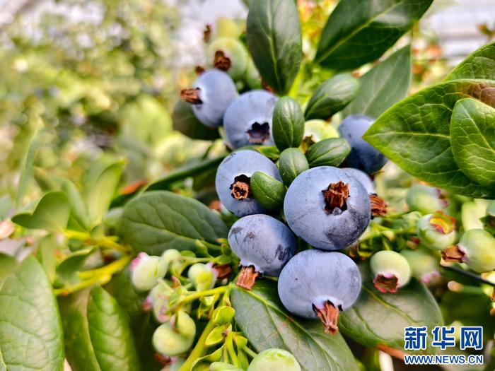 景东蓝莓基地图片图片