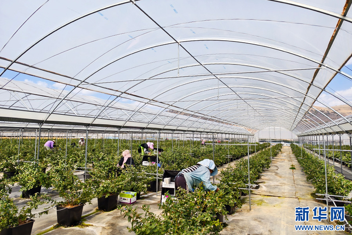 云南蒙自:蓝莓上市 农户喜获丰收_新浪新闻