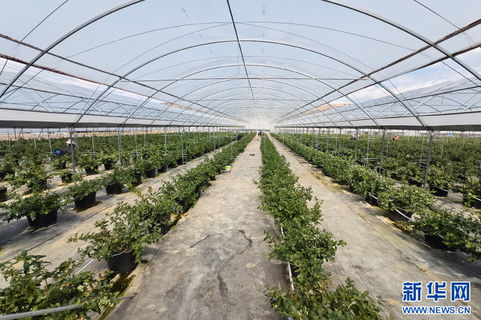 云南省红河哈尼族彝族自治州蒙自市草坝镇富民强村蓝莓种植示范基地内