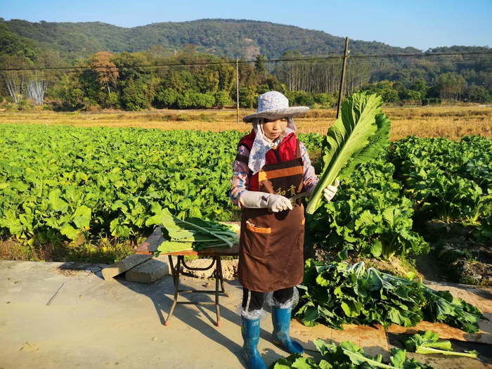 赖翠婷在农场地里收割迟菜心。受访者供图