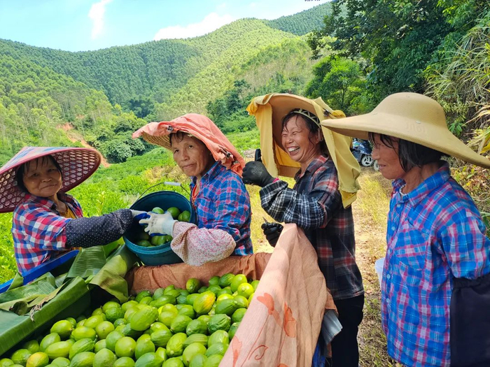 云吟村香水柠檬丰收