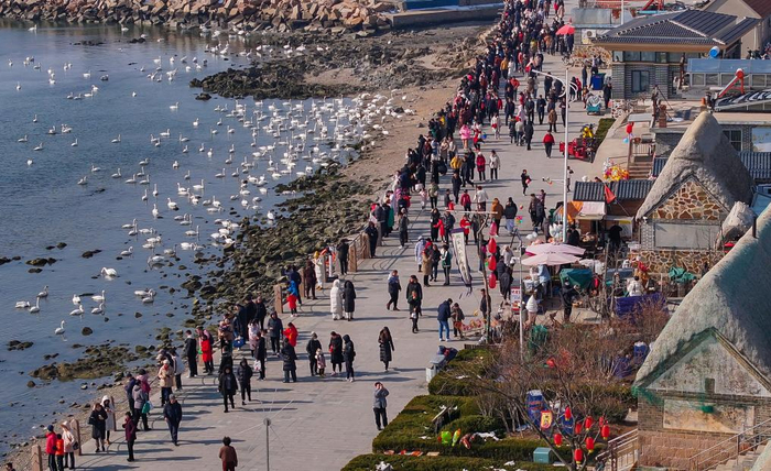 春节期间，游客在山东威海荣成市观天鹅、逛景区、品美食。（李信君摄）