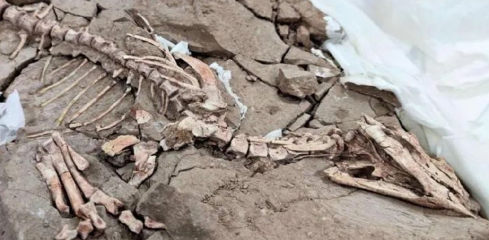 娇小长春龙化石（来源：吉林大学地质博物馆）