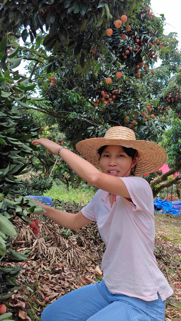 赖翠婷为增城荔枝直播带货。受访者供图