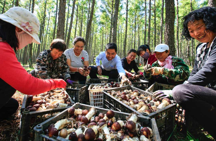 村民在收拾采摘的赤松茸。（阿尔山市委宣传部供图）