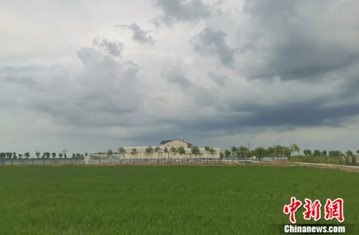 2022年7月8日，吉林省农科院在白城市镇赉县设置的试验站内，耐盐碱新品种水稻长势喜人。马巍 摄