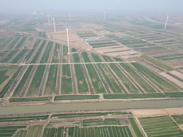 经中国农业科学院盐碱地改良创新团队治理后，位于山东省乐陵市铁营镇张顶家村的台田。温延臣/摄