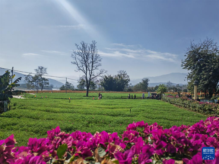 2月13日，游客在云南省保山市隆阳区游玩。新华社记者 浦超 摄