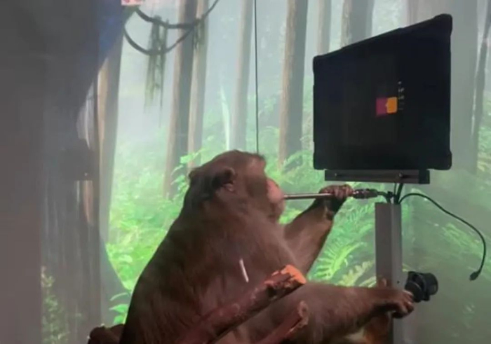 神经连接公司的猴子Pager通过植入的脑机接口玩电子游戏。图片来自：Neuralink