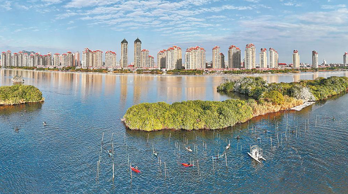 厦门杏林湾一带湿地景观 姜克红 摄