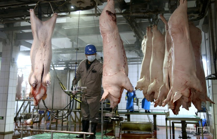 生产车间里机器轰鸣,半自动化屠宰流水线高速运转,工人们各司其职